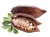 photo cacao